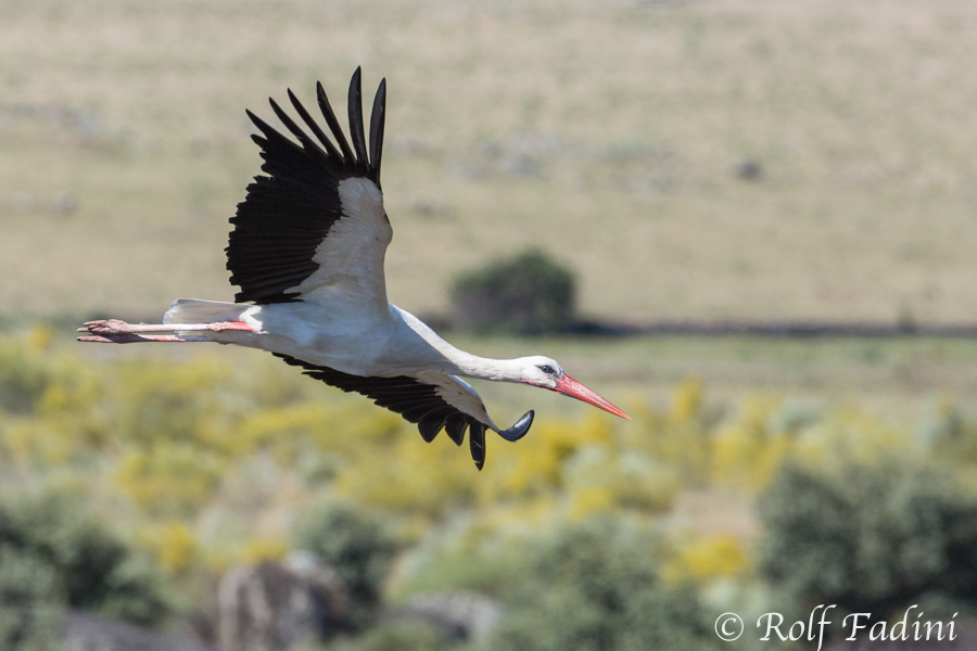 Weißstorch (Ciconia ciconia) 05 - Spanien