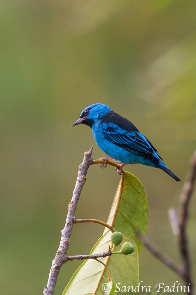 Blaukopfpitpit (Dacnis cayana) 01 - Costa Rica