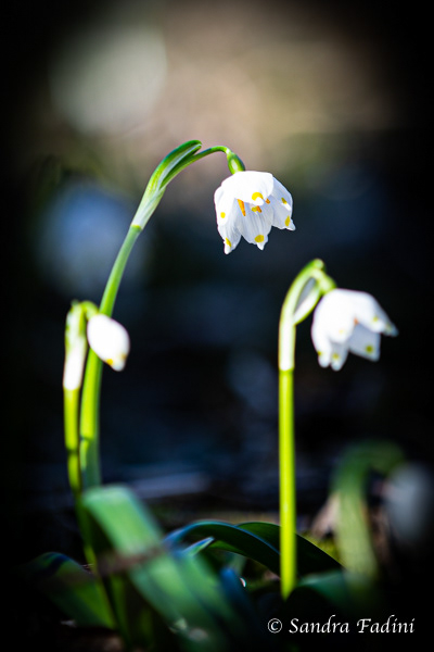 Frühlings-Knotenblume (Leucojum vernum) 02