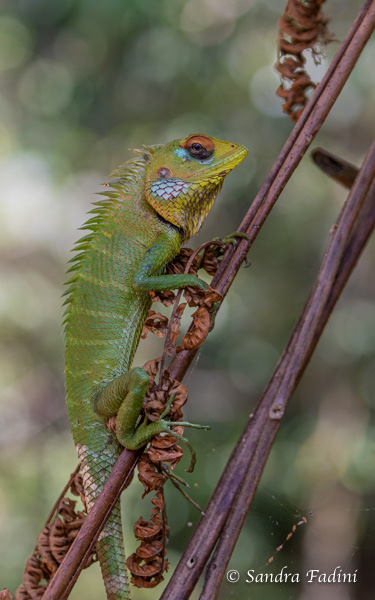 Sägerückenagame (Calotes Calotes) 01 - Männchen (Sri Lanka)