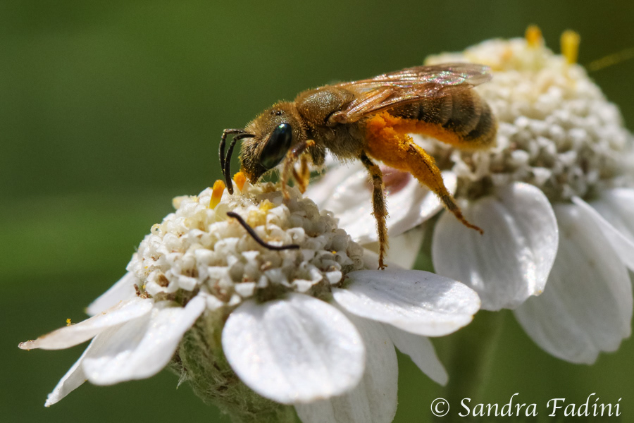 Goldgelbe Furchenbiene (Halictus subauratus) 01 - auf Sumpf-Schafgarbe (Achillea ptarmica)
