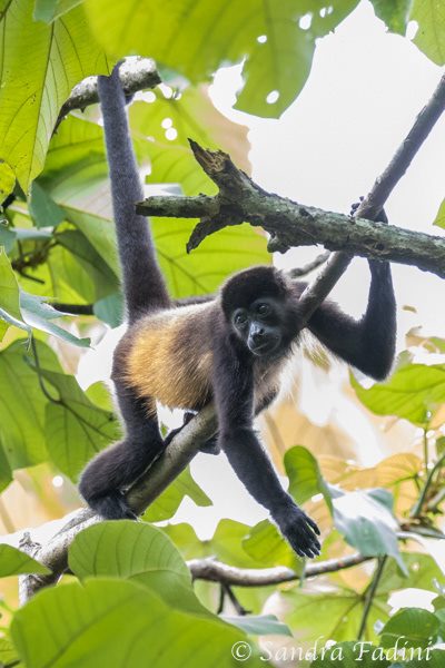 Mantelbrüllaffe (Alouatta palliata) 09 - Costa Rica