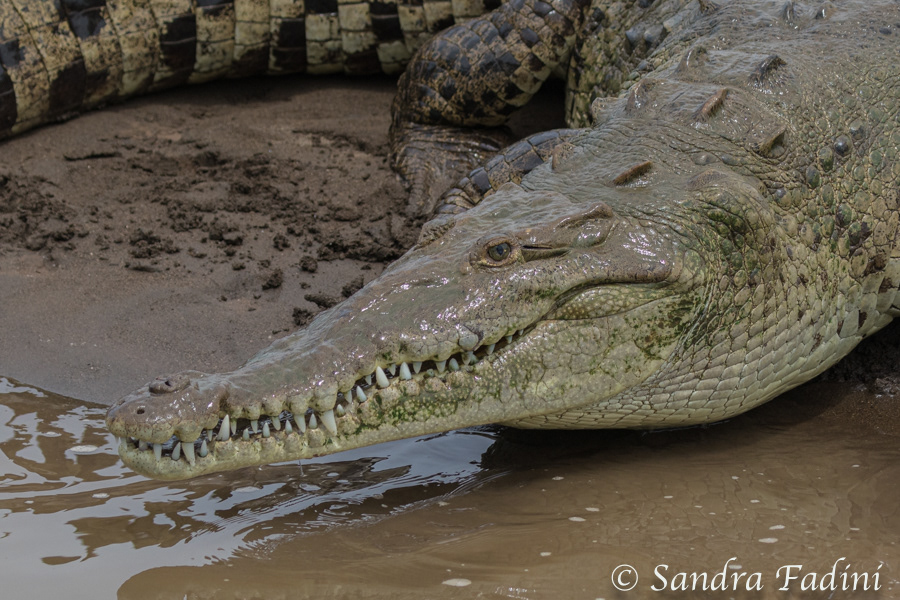 Spitzkrokodil (Crocodylus acutus) 04 - Costa Rica