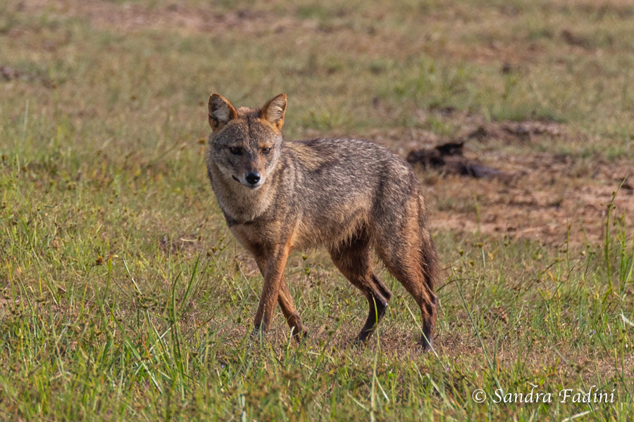 Goldschakal (Canis aureus) 01 - Sri Lanka