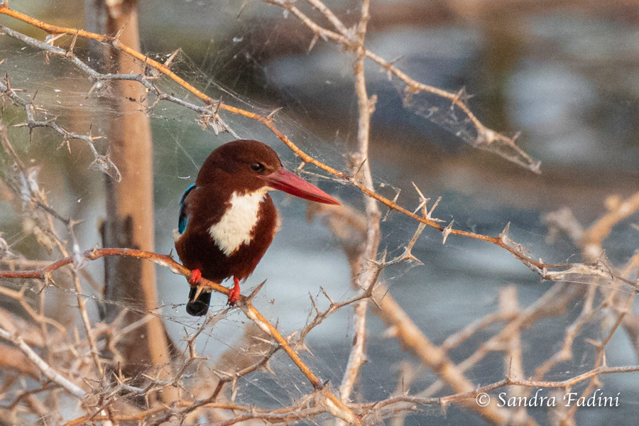 Braunliest (Halcyon smyrnensis) 05 - Sri Lanka