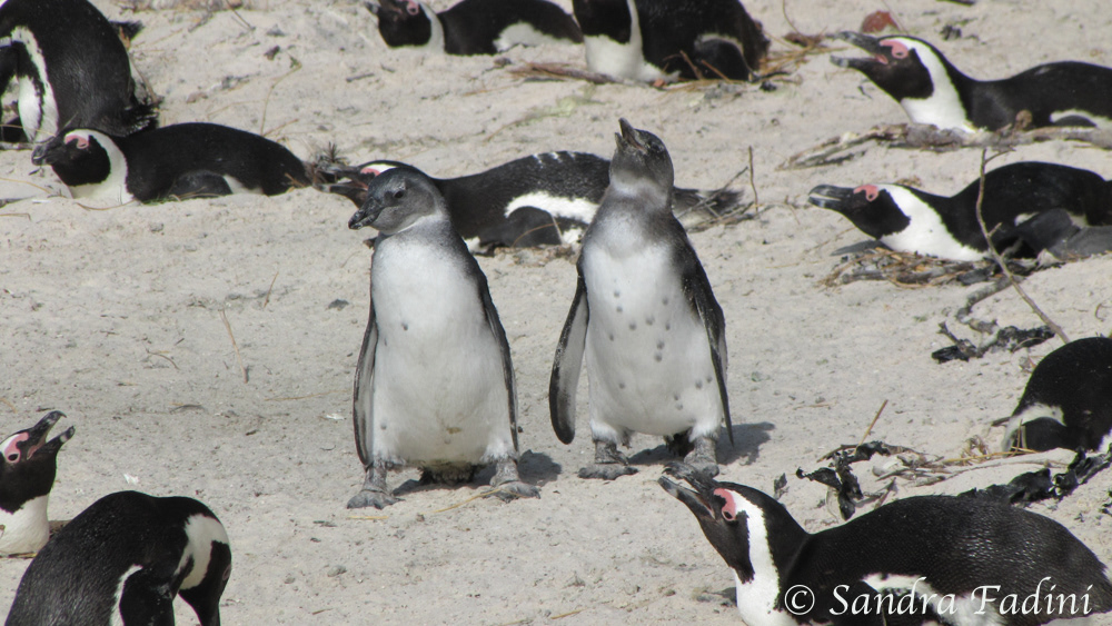 Brillenpinguin (Spheniscus demersus) 08 - Jungtiere (Südafrika)