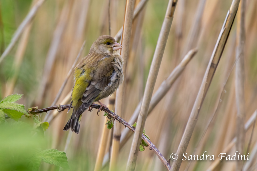 Grünfink (Carduelis chloris) 03 - Weibchen