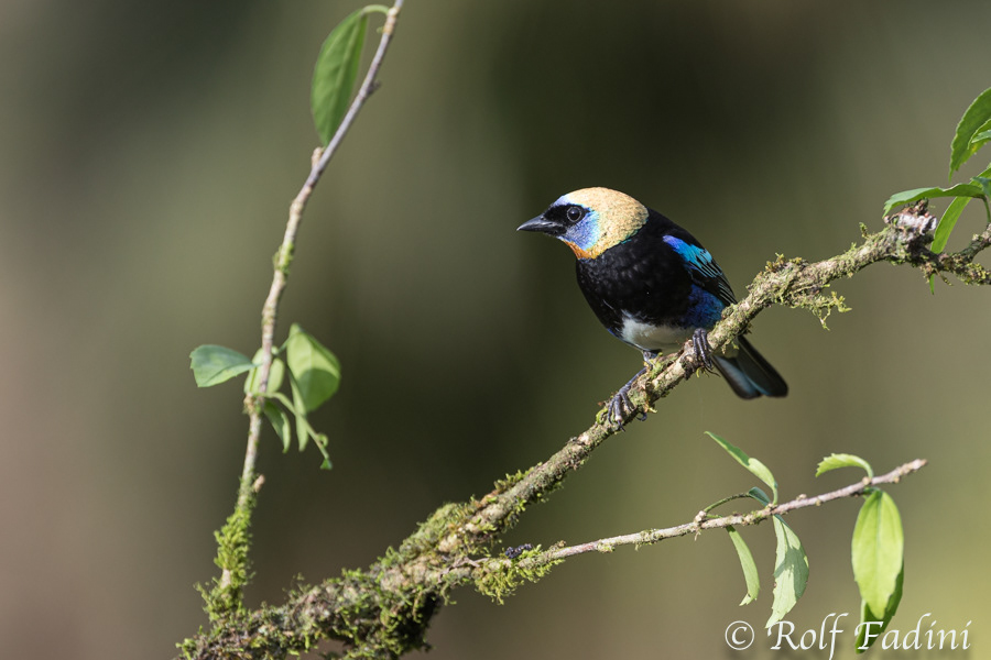 Purpurmaskentangare (Tangara larveta) 03 - Costa Rica