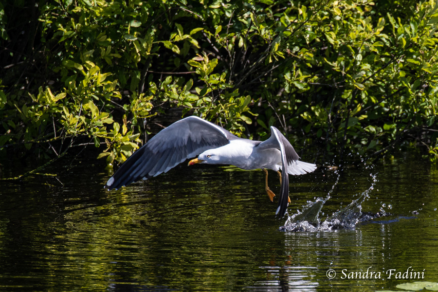 Heringsmöwe (Larus fuscus) 04 - nach dem Wasserbad