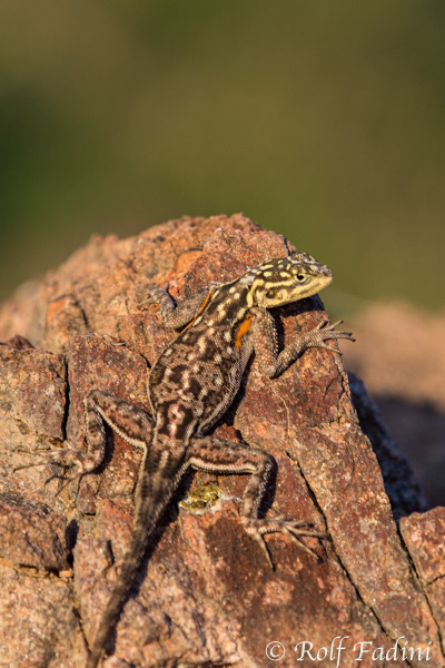 Siedleragame (Agama agama) 01 - Namibia