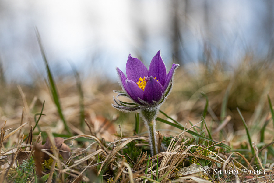 Gewöhnliche Küchenschelle (Pulsatilla vulgaris) 03