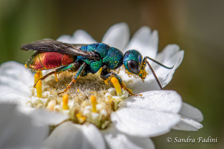 Gemeine Goldwespe (Chrysis ignita) 01 - auf Sumpf-Schafgarbe (Achillea ptarmica)
