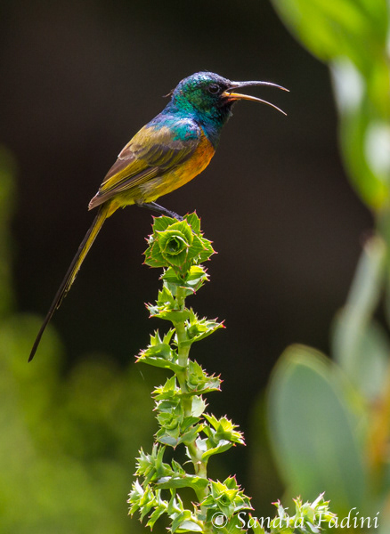 Goldbrust-Nektarvogel (Anthobaphes violacea) 05 - Männchen (Südafrika)