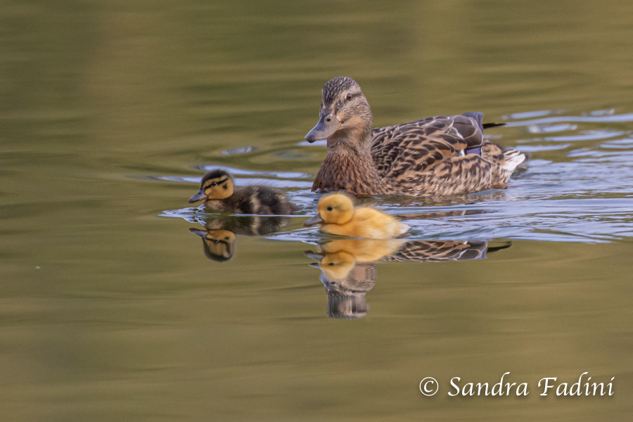 Stockente (Anas platyrhynchos) 12 - Weibchen mit Küken