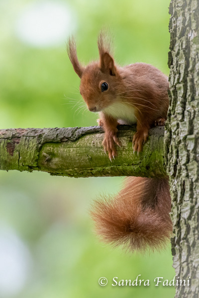 Eurasisches Eichhörnchen (Sciurus vulgaris) 04