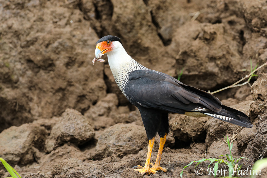 Karibikkarakara (Caracara cheriway) 02 - Costa Rica