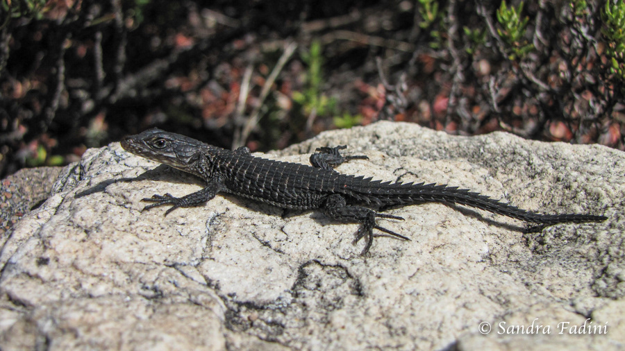 Schwarzer Gürtelschweif (Cordylus niger) 02 - Südafrika