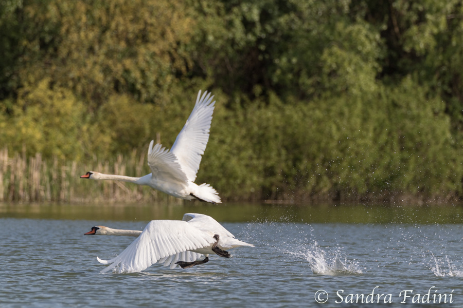 Höckerschwan (Cygnus olor) 09 - Rumänien