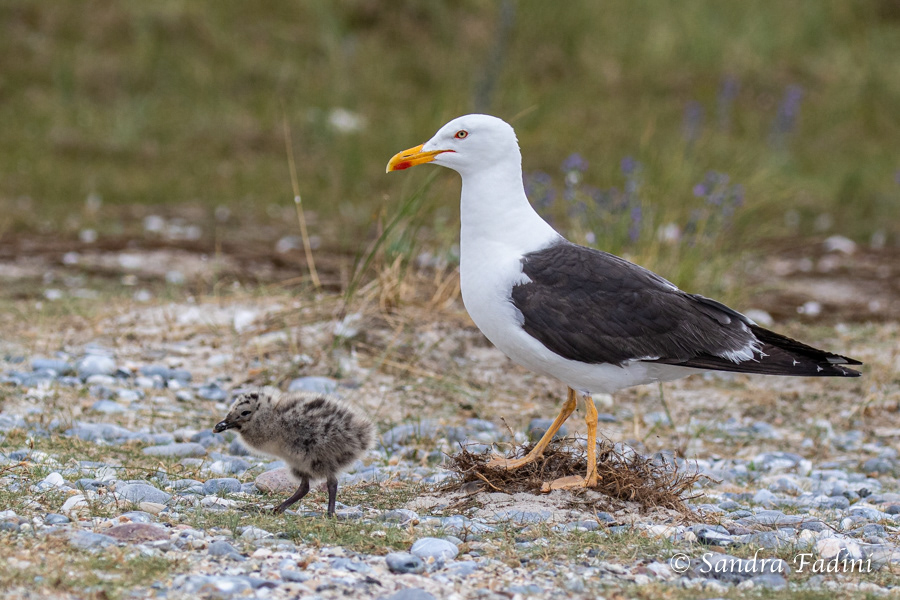 Heringsmöwe (Larus fuscus) 01 - mit Küken