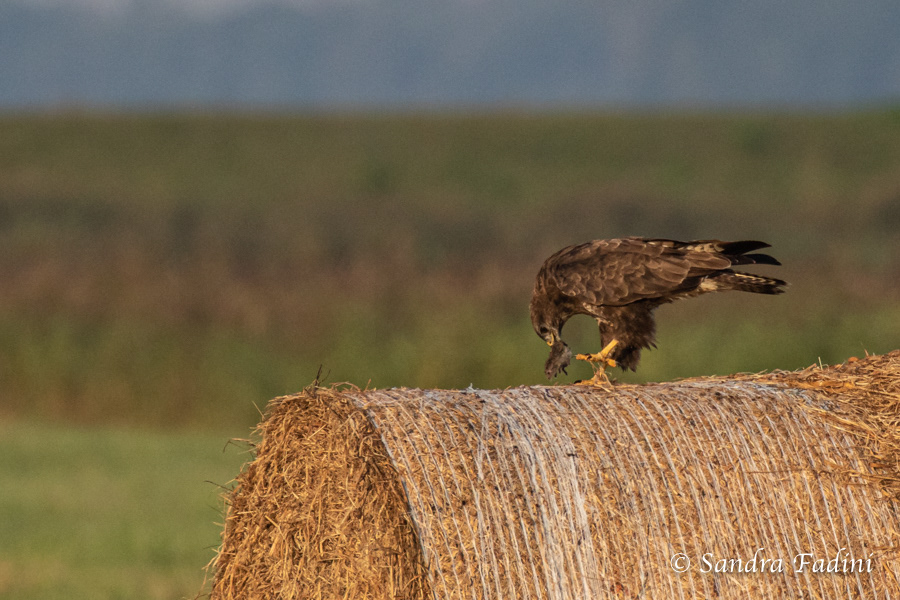 Mäusebussard (Buteo buteo) 03 - mit Maus