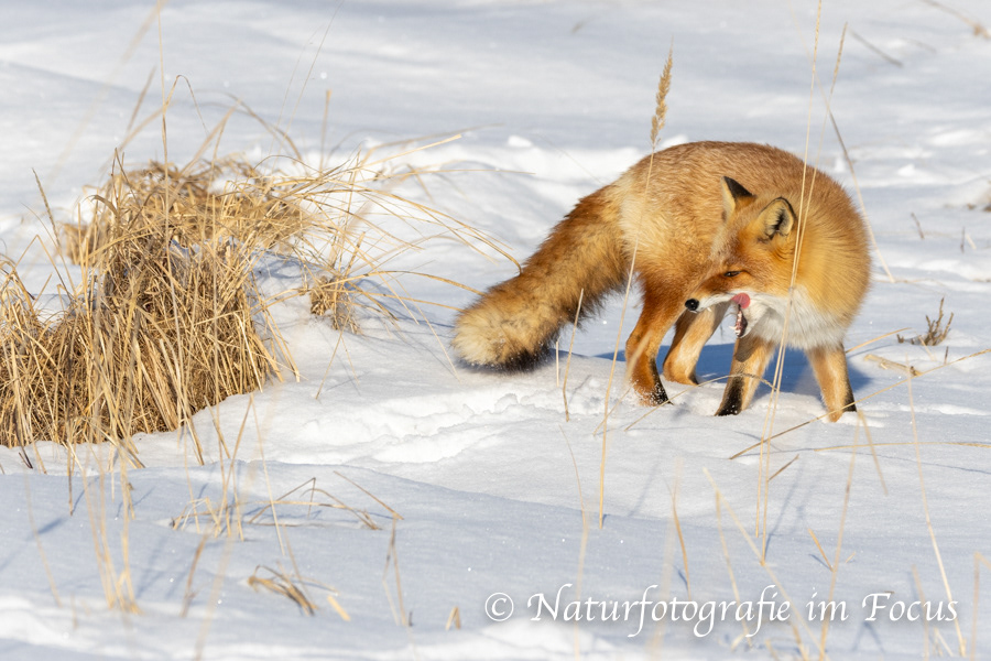 Ezo Rotfuchs (Vulpes vulpes schrenckii) 03- Japan