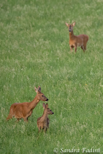 Reh (Capreolus capreolus) 03 - Reh mit Jungtier und Rehbock im Hintergrund