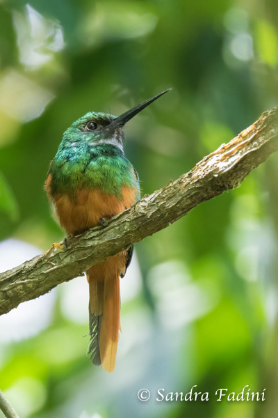 Rotschwanz-Glanzvogel (Galbula ruficauda) 01 - Costa Rica
