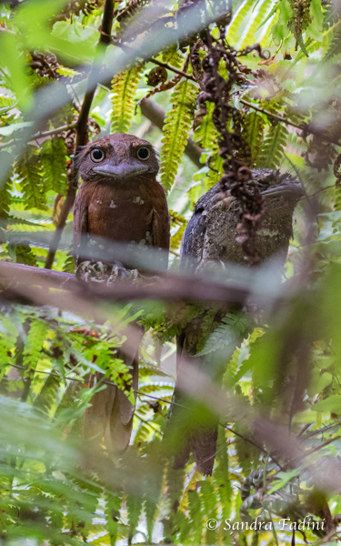 Ceylonfroschmaul (Batrachostomus moniliger) 01 - Sri Lanka