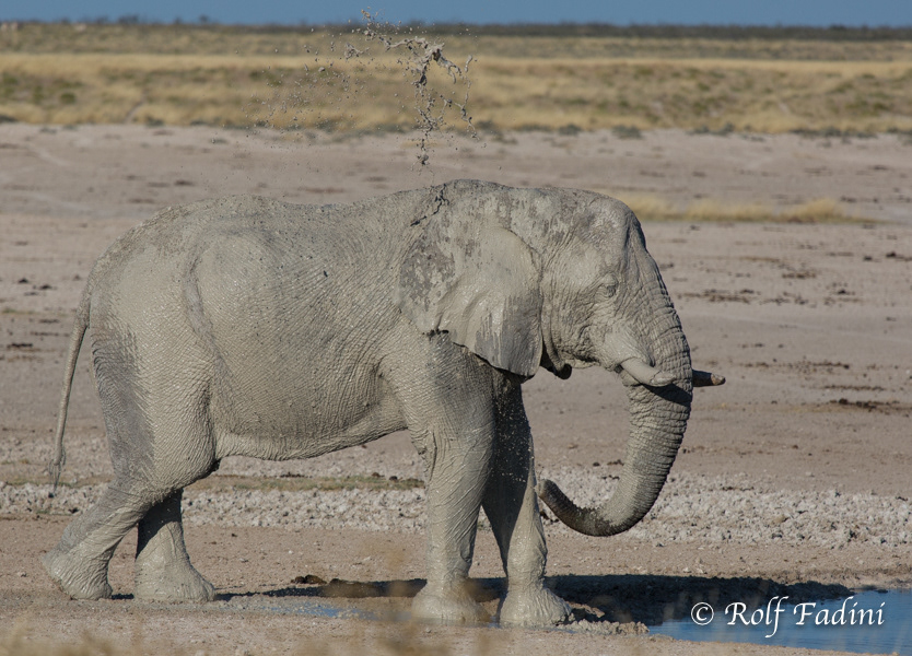 Afrikanische Elefanten (Loxodonta africana) 18 - beim Schlammbaden (Namibia)