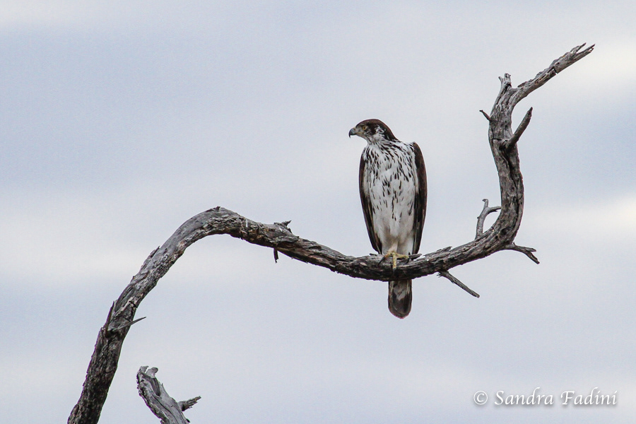 Habichtsadler (Aquila fasciata) 01 - Botswana