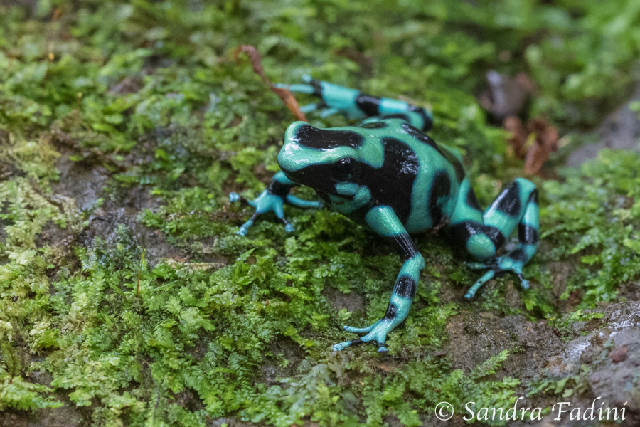Goldbaumsteiger (Dendrobates auratus) 01 - Costa Rica