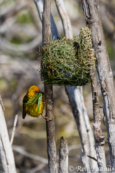 Kapweber (Ploceus capensis) 03 - Männchen beim Nestbau (Südafrika)