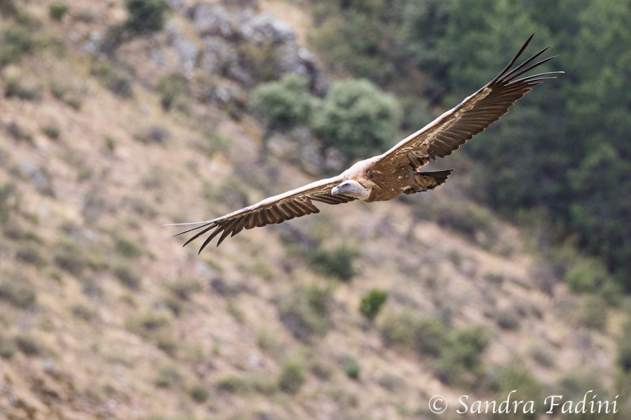 Gänsegeier (Gyps fulvus) 13 - Spanien