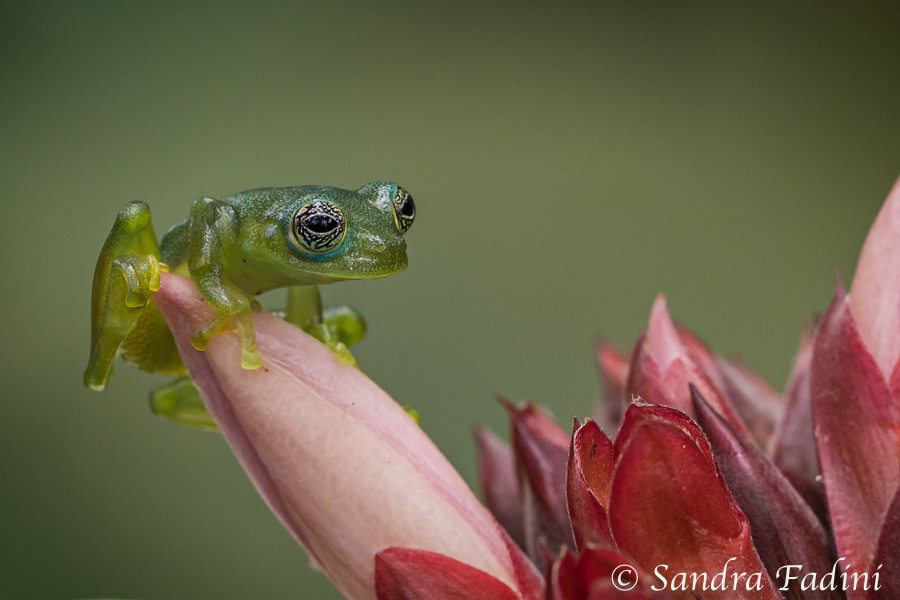 Glasfrosch (cochranella spinosa) 01 - Costa Rica