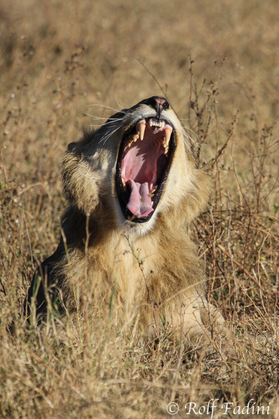 Löwe (Panthera leo) 01 - Männchen (Botswana)