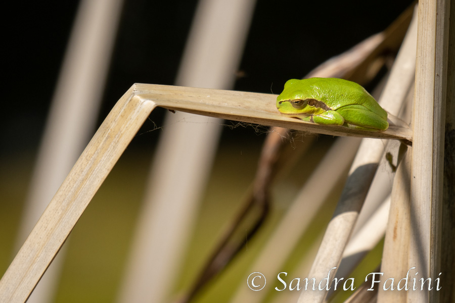 Laubfrosch (Hyla arborea) 03 - Österreich