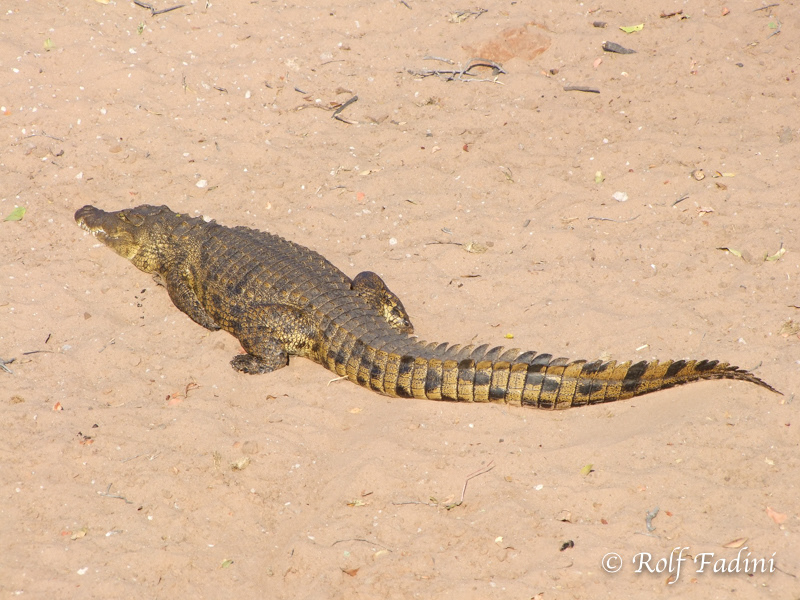 Nilkrokodil (Crocodylus niloticus) 06 - Botswana