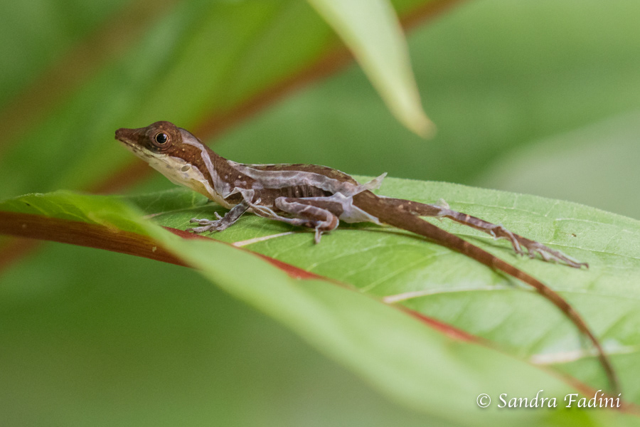 Anolis (Anolis limifrons) 03 - Costa Rica