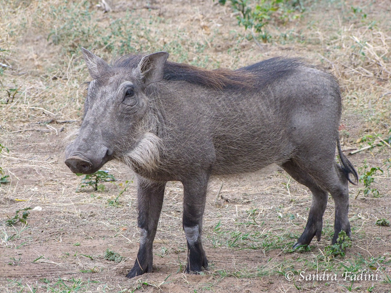 Warzenschwein (Phacochoerus africanus) 03 - Sambia