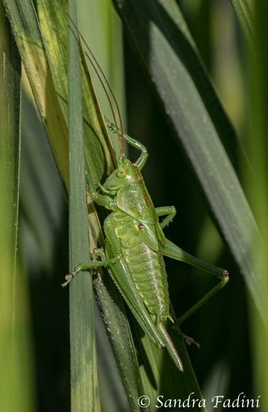 Grünes Heupferd (Tettigonia viridissima) 01