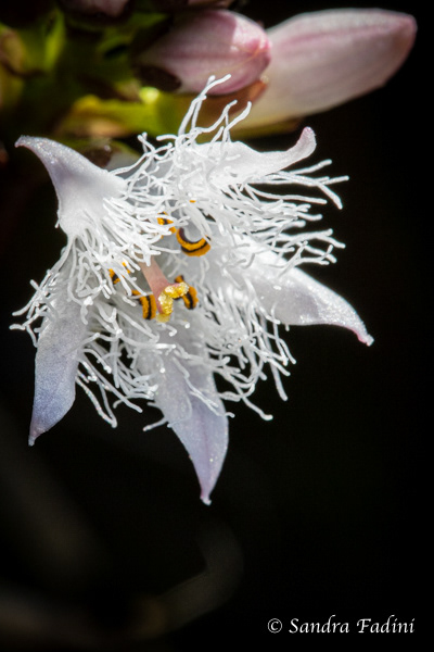 Fieberklee (Menyanthes trifoliata) 01