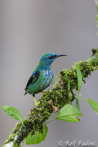 Azurnaschvogel (Cyanerpes lucidus) 04 - Weibchen (Costa Rica)