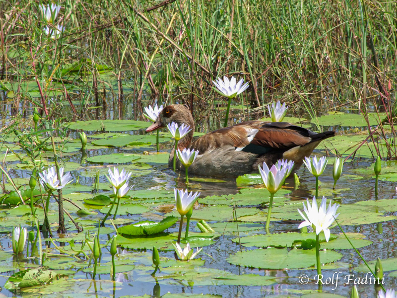 Nilgans (Alopochen aegyptiaca) 07 - Südafrika