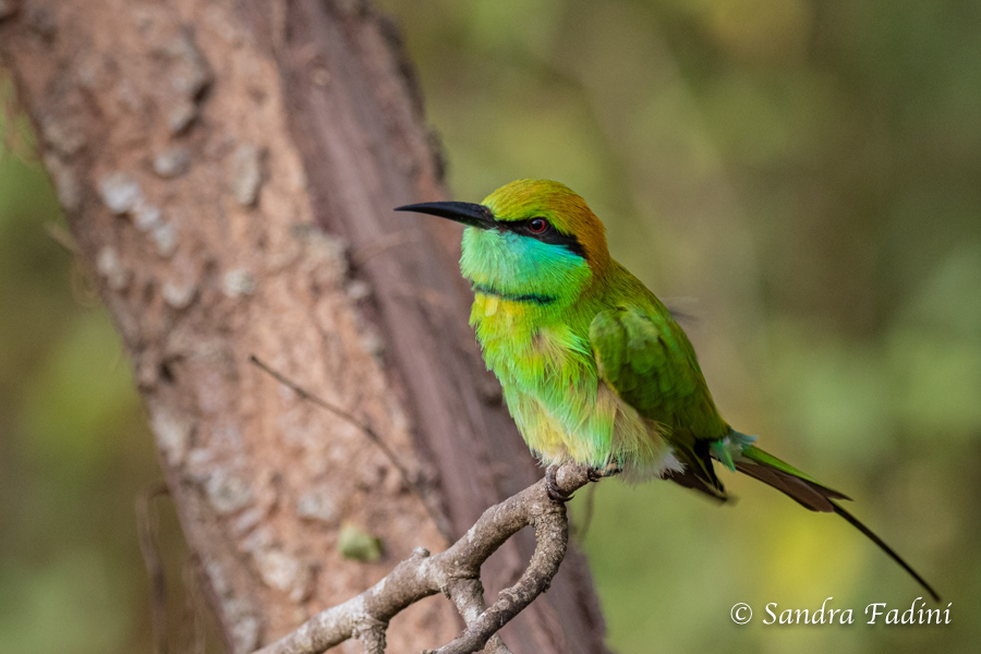 Smaragdspint (Merops orientalis) 05 - Sri Lanka