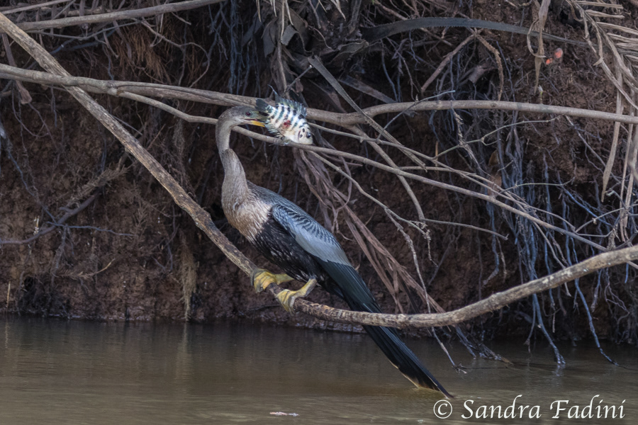 Amerikanische Schlangenhalsvogel (Anhinga anhinga) 07 - mit Fisch (Costa Rica)