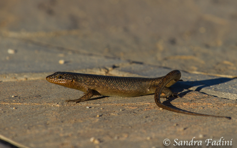 Skink 03 - Namibia