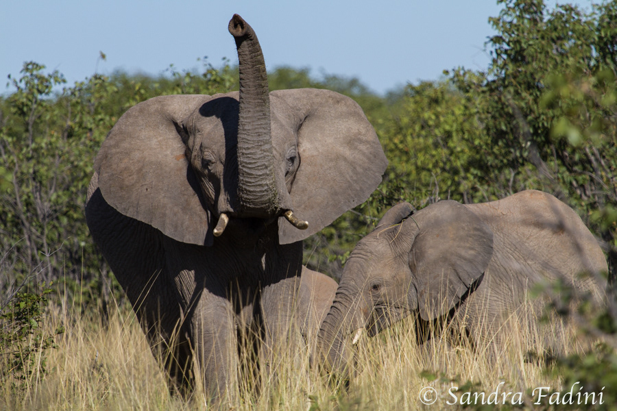 Afrikanischer Elefant (Loxodonta africana) 03 - Namibia