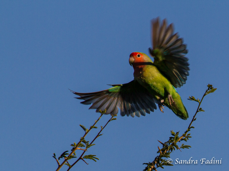 Rosenköpfchen (Agapornis roseicollis) 06 - Männchen (Namibia)