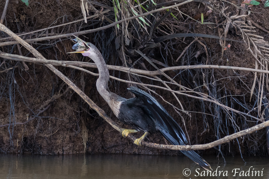 Amerikanische Schlangenhalsvogel (Anhinga anhinga) 10 - mit Fisch (Costa Rica)