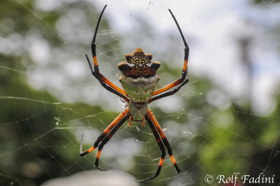 Argiope submaronica 01 - Costa Rica